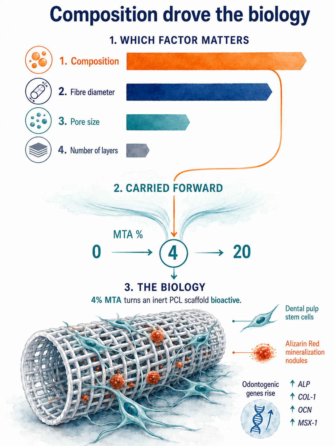 A ranking shows composition and fibre diameter as the dominant inputs; composition (MTA %) is carried forward, where 4% MTA makes the PCL scaffold bioactive — pulp stem cells deposit mineral and odontogenic genes ALP, COL-1, OCN and MSX-1 rise.