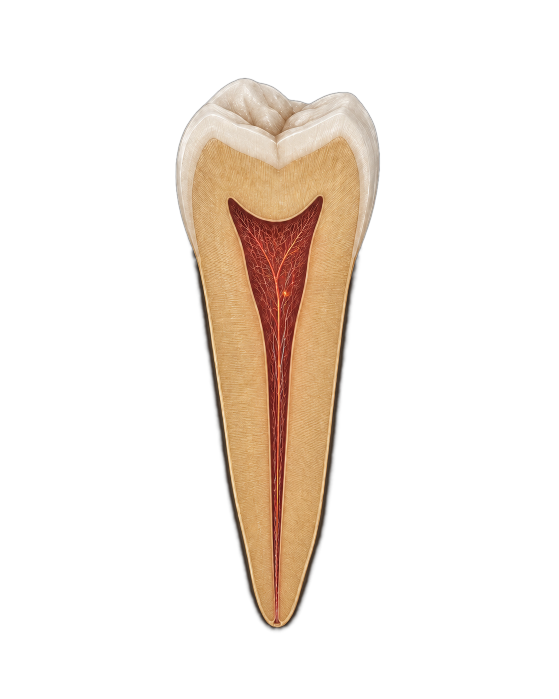 Root canal with vascularized pulp-like tissue