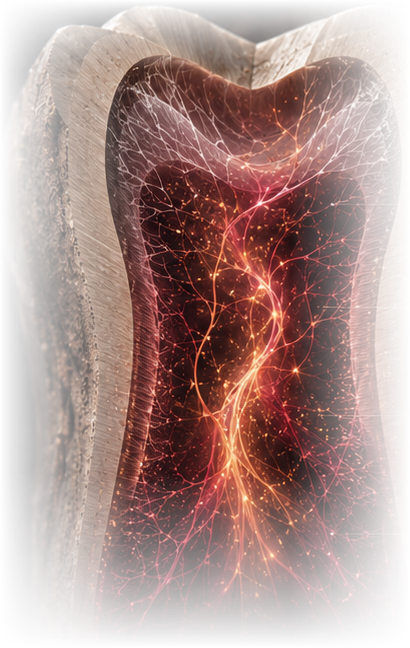 Root-canal cross-section with glowing crimson and amber microvasculature